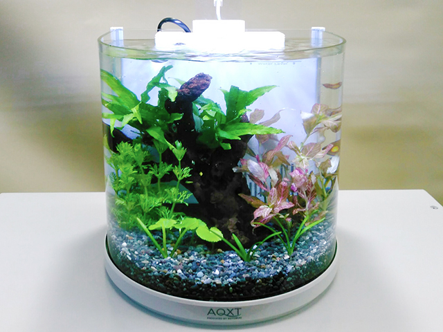 流木と複数の水草を配置した円筒形小型水槽のレイアウト