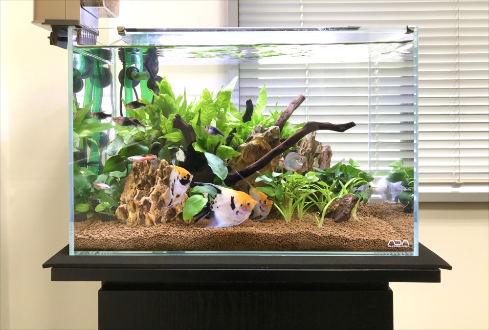 エンゼルフィッシュと流木を配置した水草水槽の全景