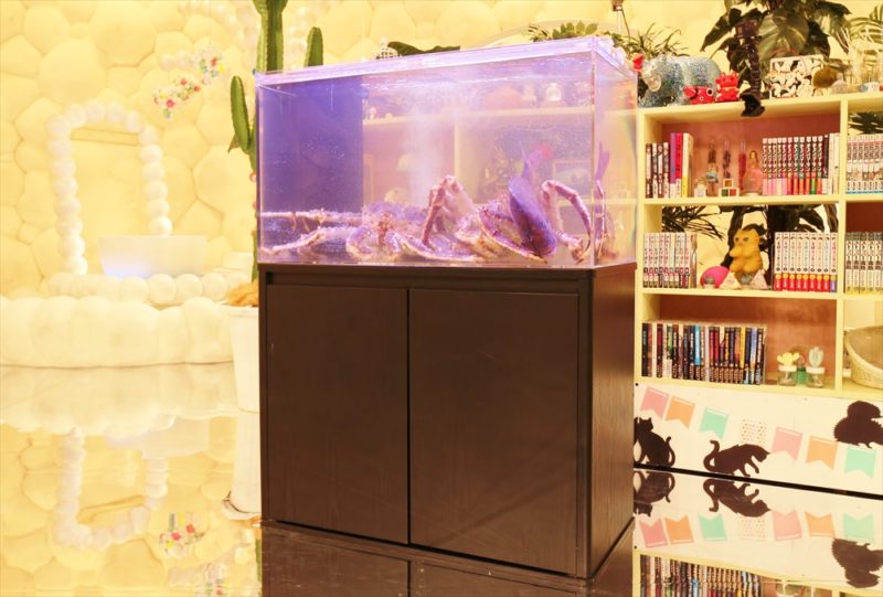 テレビ朝日『マツコ＆有吉 かりそめ天国』活魚水槽短期レンタル 水槽画像２