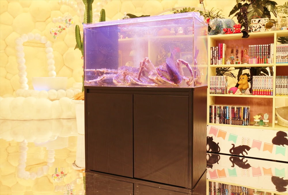 テレビ番組 撮影 活魚水槽 斜め画像
