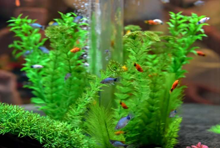 水草の茂みを泳ぐ色とりどりの小型熱帯魚と気泡の柱
