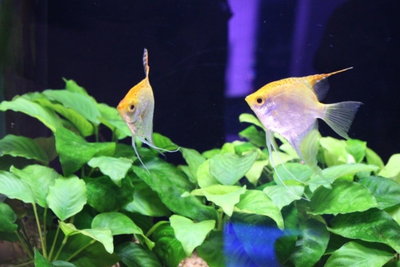 水草アヌビアス類の上を泳ぐ2匹のエンゼルフィッシュ