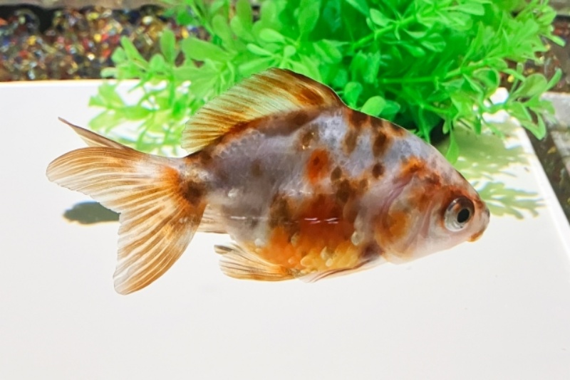水草を背景に泳ぐ三色模様の金魚の横顔