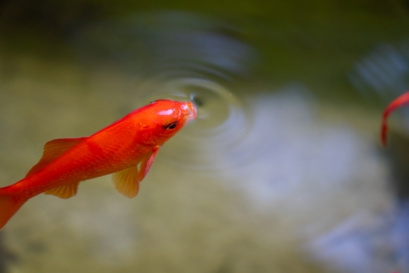 水面に口を出し波紋を作る赤い金魚の俯瞰写真