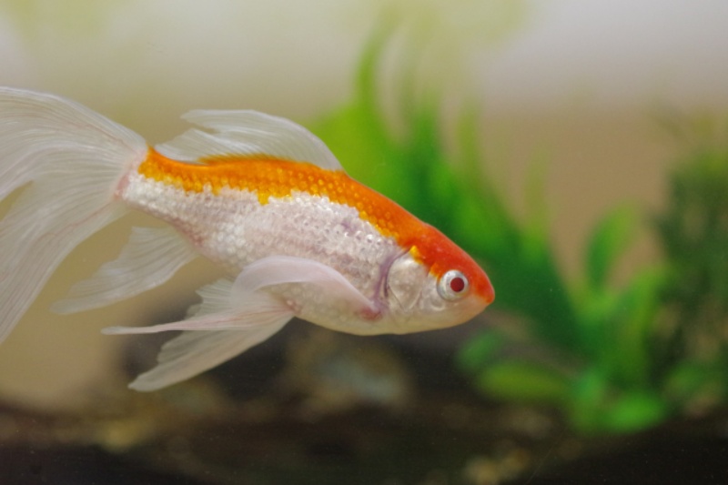 水草を背景に泳ぐ紅白模様で長い鰭を持つ金魚