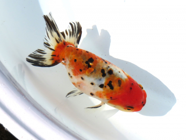 白い容器で泳ぐ赤と黒の斑点模様がある金魚