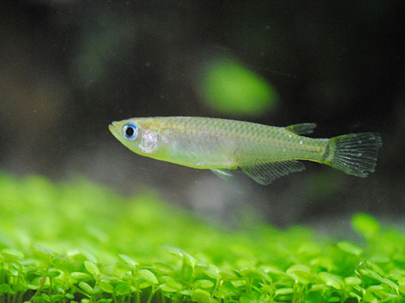 水草の上を泳ぐ青い目のメダカと緑の絨毯のような水草
