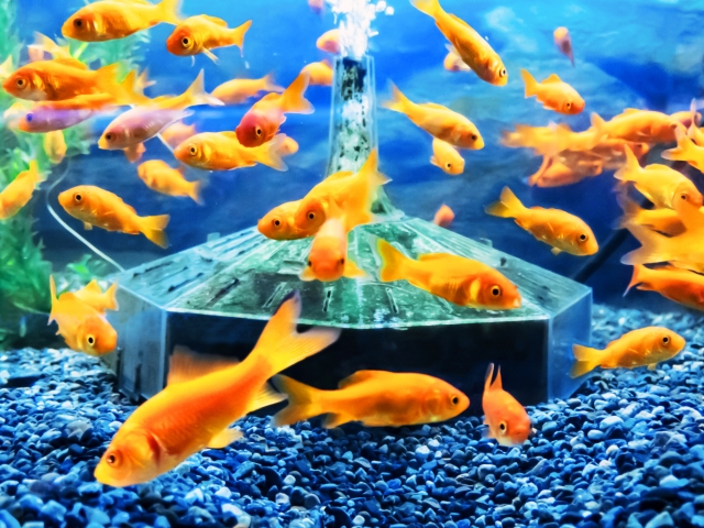 投げ込み式フィルターの周りを泳ぐ多数の金魚