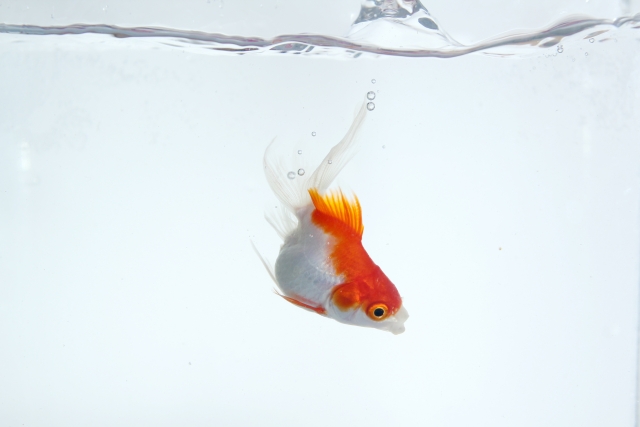 水槽内を泳ぐ紅白模様の金魚と水面の気泡