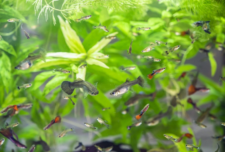 水草が茂る水槽内を泳ぐ多数のグッピーの群れ