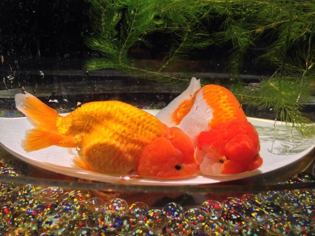 水槽の底で横たわる2匹の金魚と背景の水草