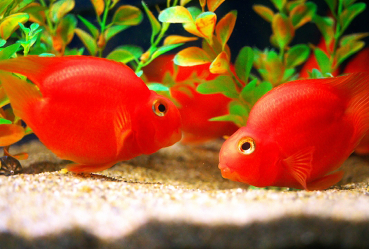 水槽の底砂付近を泳ぐ赤い熱帯魚2匹と背後の水草