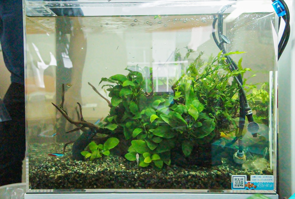 法律事務所　45cm淡水魚水槽　正面画像