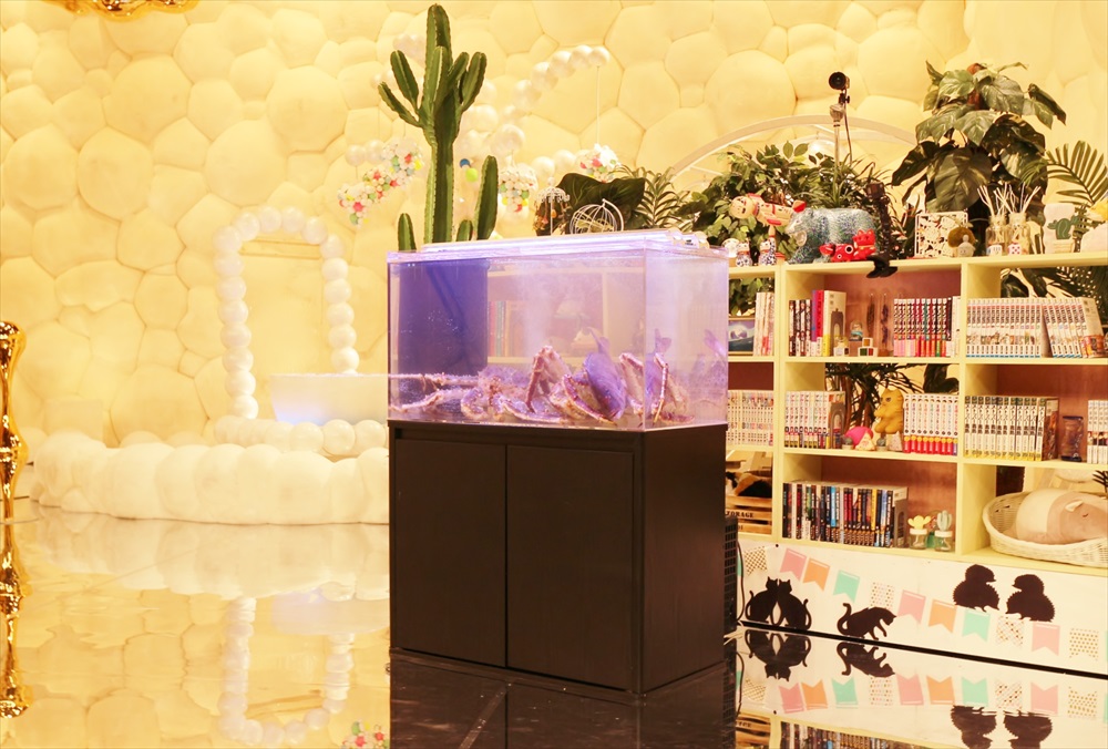 テレビ番組 撮影 活魚水槽 全体画像