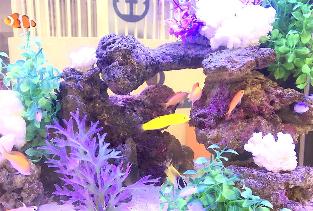 こべっこあそびひろば・六甲アイランド様 90cm海水魚水槽 生体画像