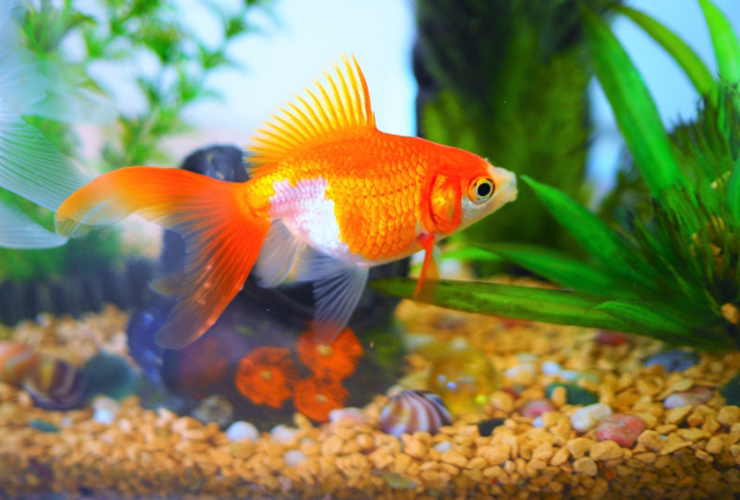水草のある水槽内を泳ぐオレンジと白の金魚