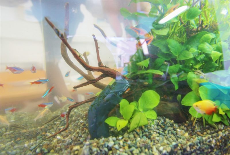 中央区 法律事務所 45cm淡水魚水槽 レンタル事例 水槽画像5
