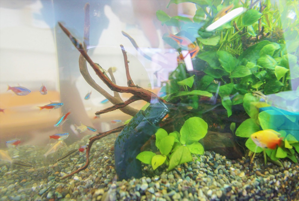 法律事務所　45cm淡水魚水槽　生体画像