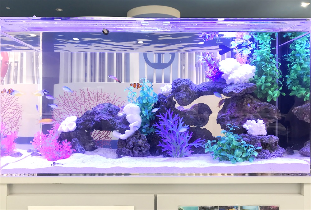 こべっこあそびひろば・六甲アイランド様 90cm海水魚水槽 レイアウト画像