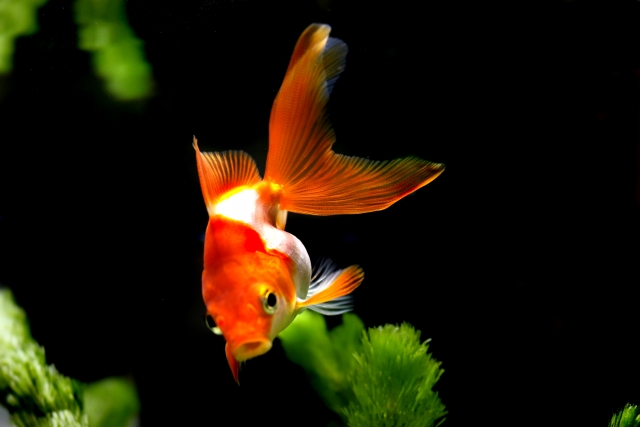 黒い背景を泳ぐ赤い琉金と緑色の水草