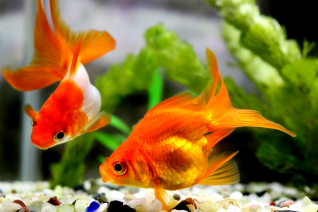 水草を背景に泳ぐ琉金型の金魚2匹と底砂の風景