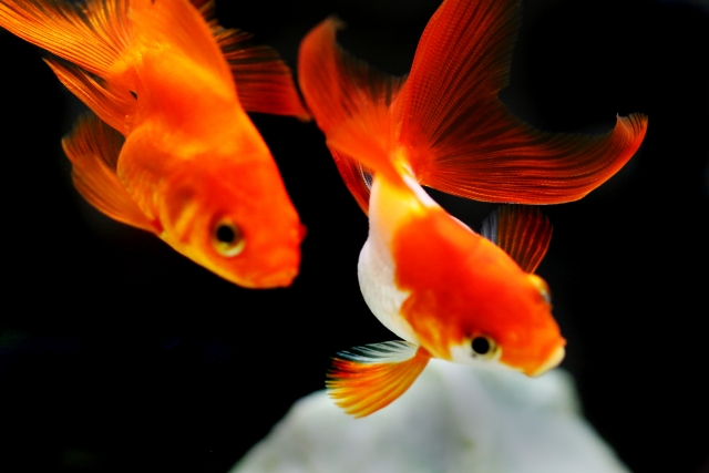 黒い背景を泳ぐ赤と白の琉金型の金魚二匹