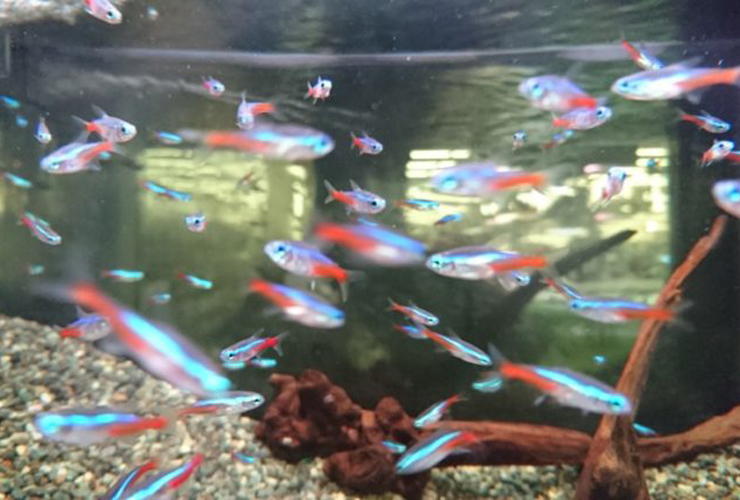 水槽内を群泳するネオンテトラの仲間と流木や底砂