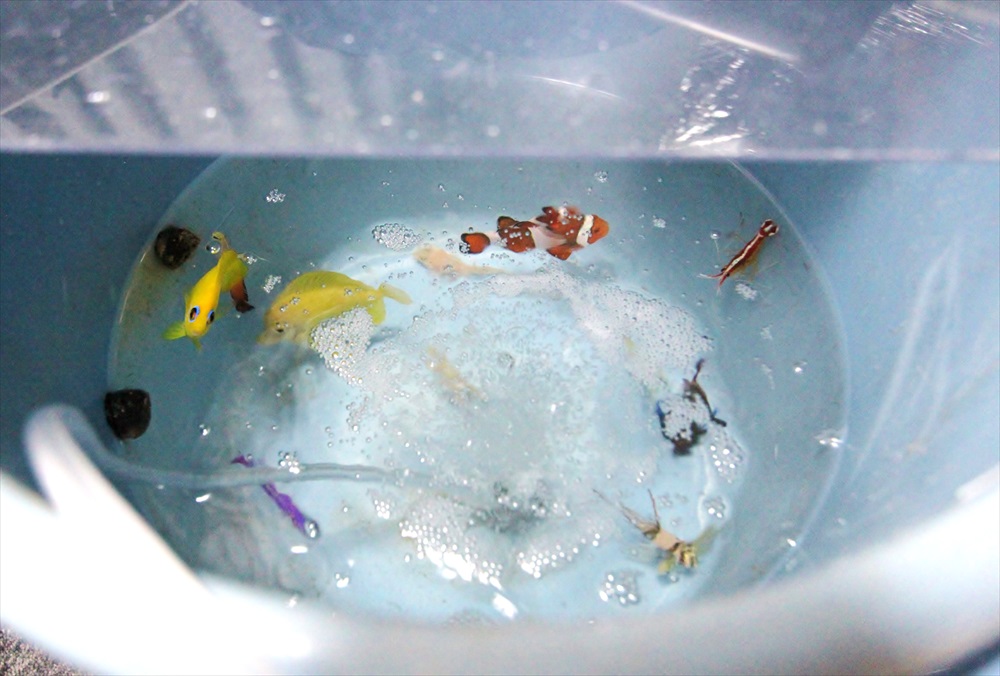 バケツの中でエアレーションされるクマノミと海水魚たち