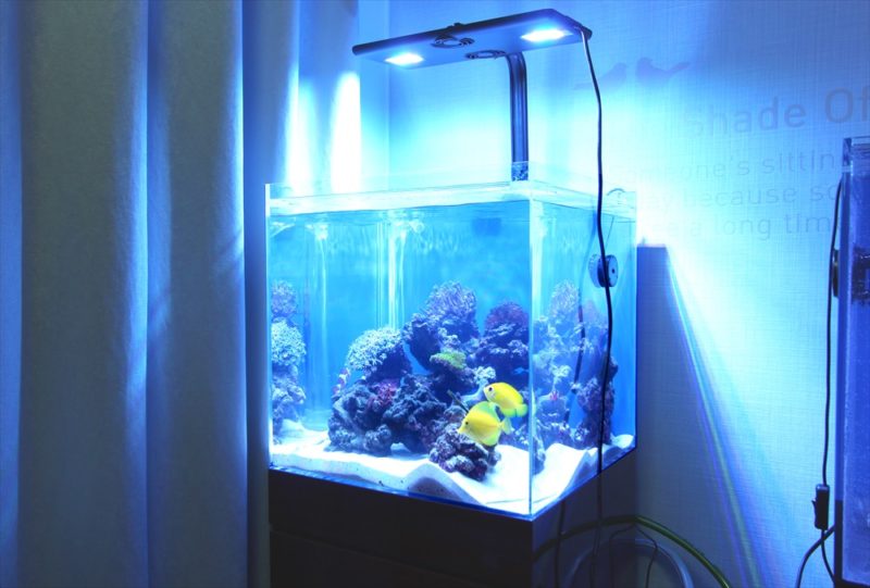 個人宅のリビング 海水魚水槽2台 水槽一式販売・設置事例 水槽画像2