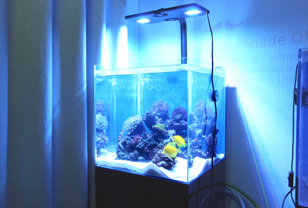 青い照明に照らされた海水魚水槽と泳ぐ黄色い熱帯魚