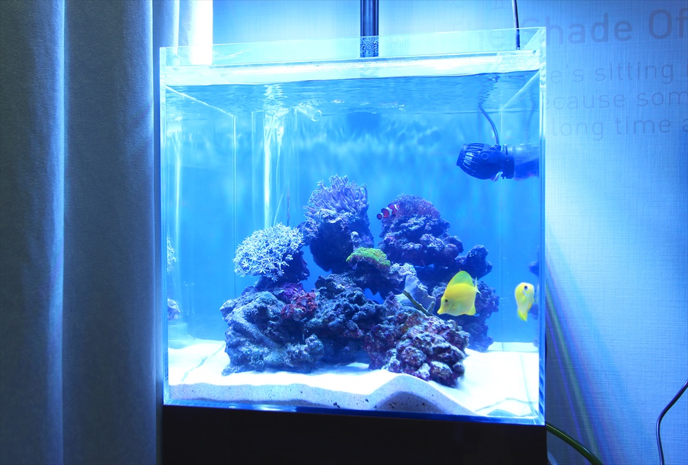 個人宅　海水魚　キューブ水槽画像