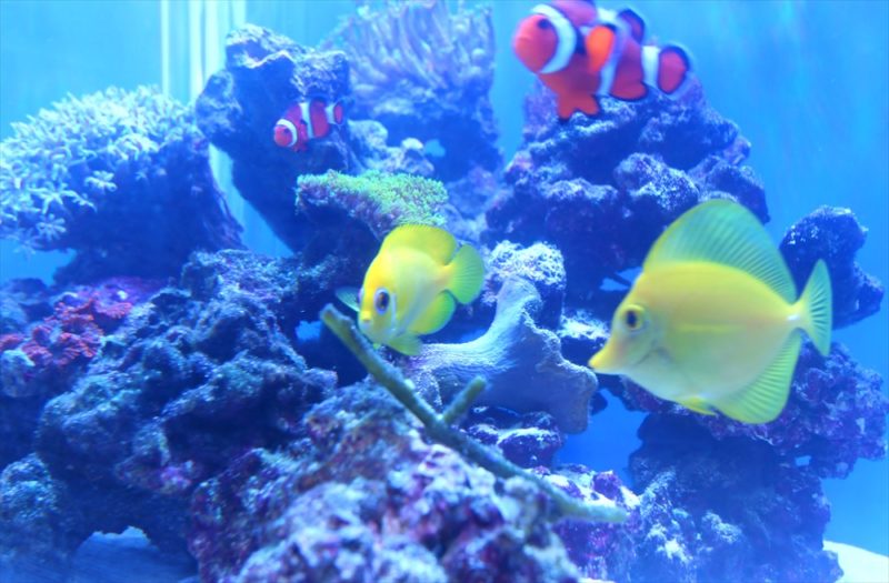 個人宅のリビング 海水魚水槽2台 水槽一式販売・設置事例 水槽画像5