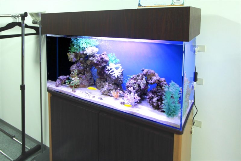 中央区 オフィス事務所 90cm海水魚水槽 レンタル事例 その後 水槽画像1