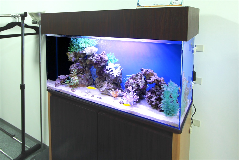 中央区 オフィス事務所 90cm海水魚水槽 レンタル事例 その後のサムネイル画像