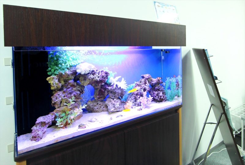 中央区 オフィス事務所 90cm海水魚水槽 レンタル事例 その後 水槽画像2