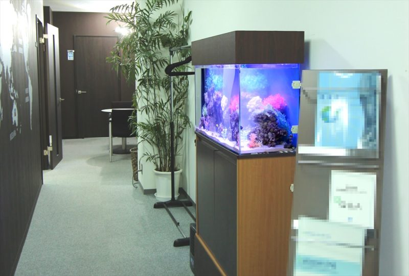 中央区 オフィス事務所 90cm海水魚水槽 レンタル事例 その後 水槽画像3