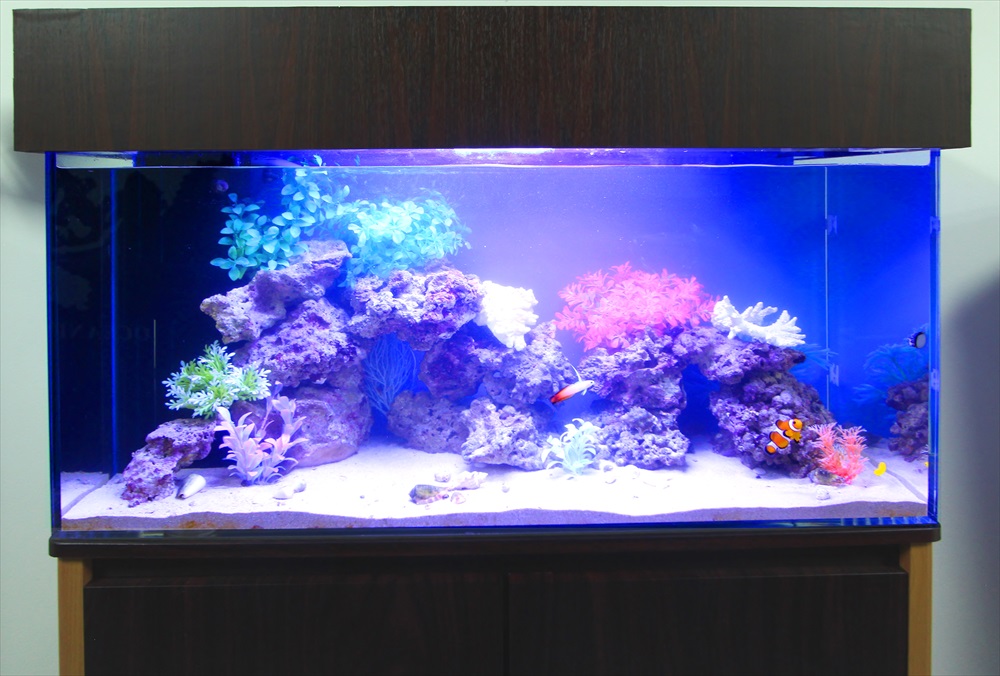 オフィス事務所　90cm海水魚水槽　正面アップ画像