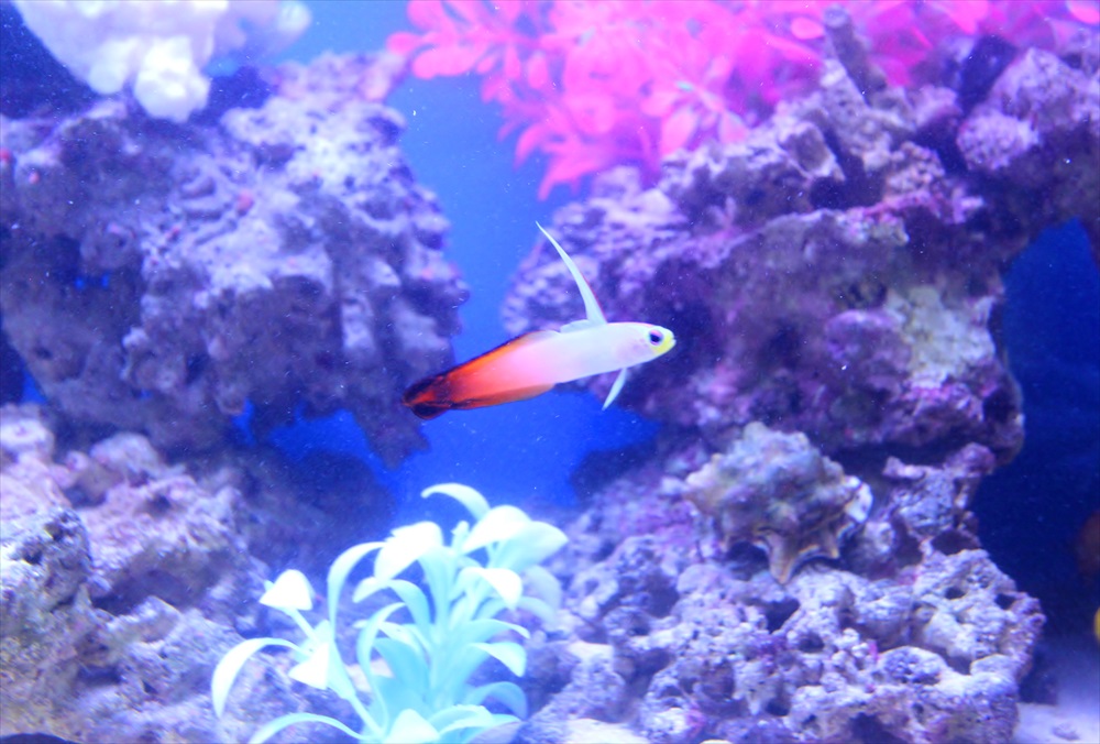 オフィス事務所　90cm海水魚水槽　生体画像