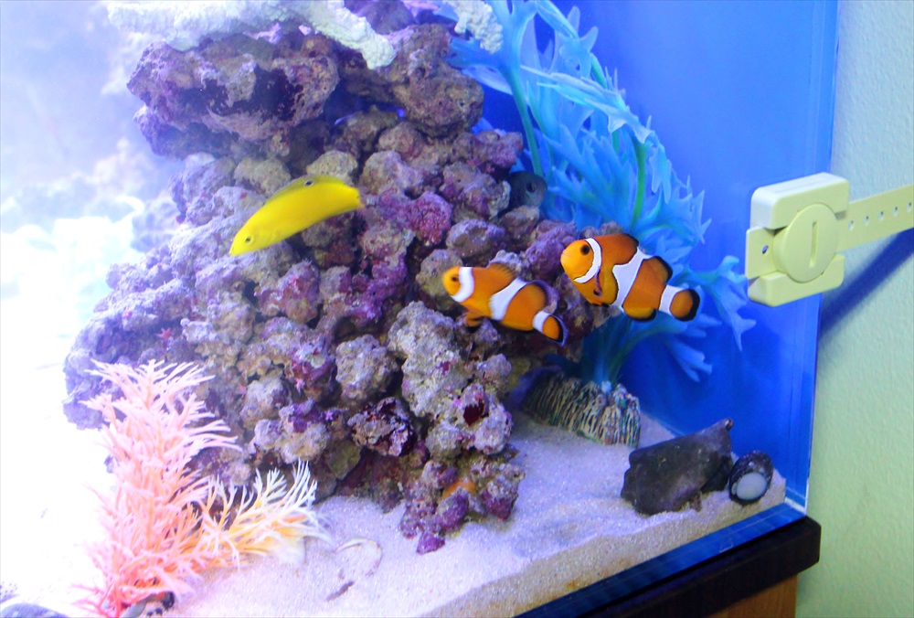 ライブロックの周りを泳ぐカクレクマノミと黄色い海水魚