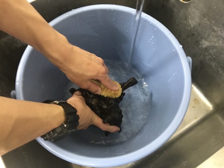 青いバケツの中で流木をブラシ洗浄する両手