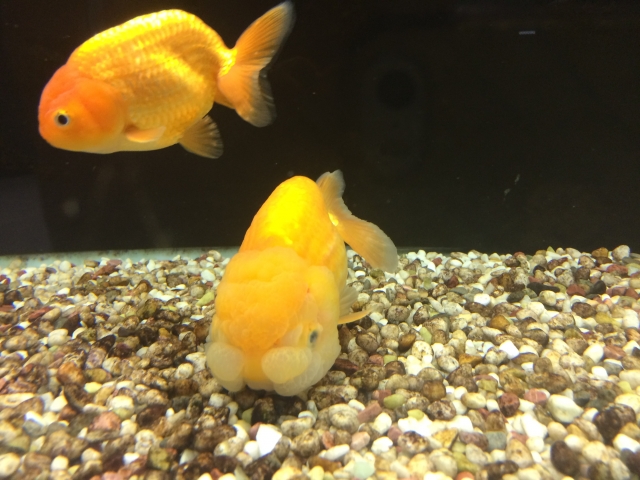 砂利を敷いた水槽内を泳ぐ2匹のオレンジ色の金魚