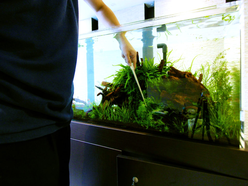 ピンセットで水草を植栽する水槽メンテナンス風景