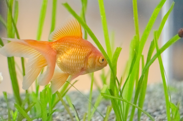 水草の間を泳ぐオレンジ色の琉金型の金魚