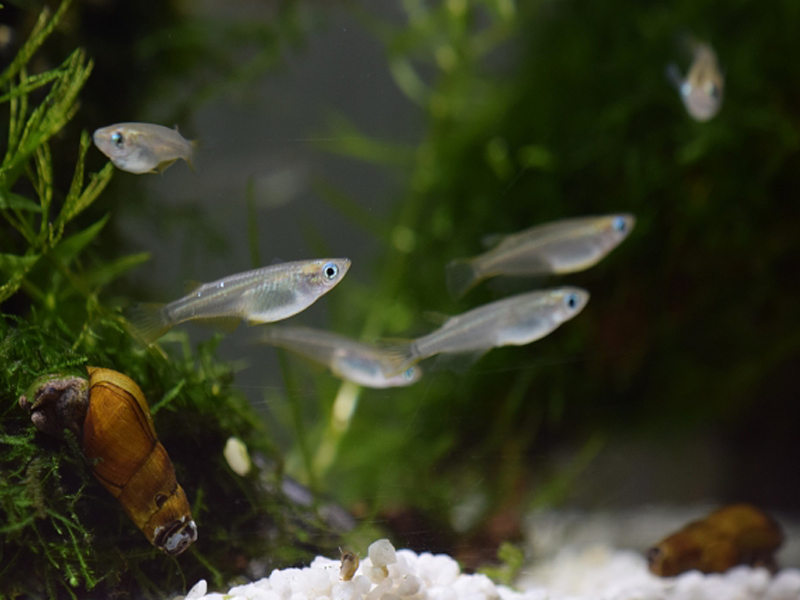 水草の間を泳ぐメダカと底を歩く貝の仲間