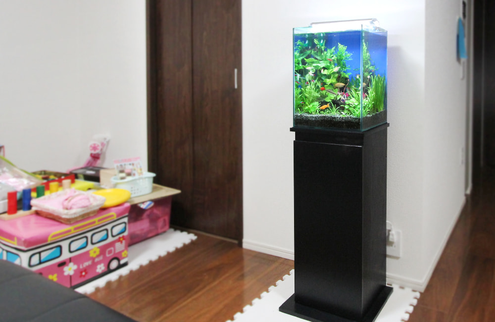 黒い水槽台に設置された水草と小型魚のキューブ水槽