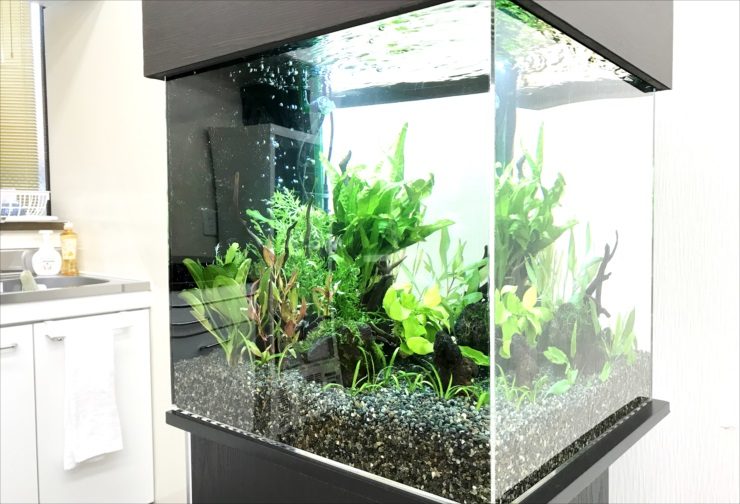 水草が茂る黒い砂利のキューブ型水槽と黒い水槽台