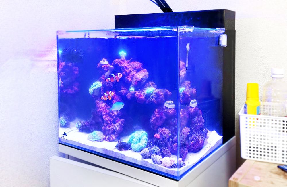 個人宅 海水魚水槽 スポットメンテナンス事例