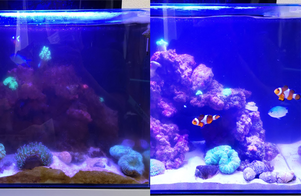 海水魚水槽　スポットメンテナンス　ビフォーアフター画像