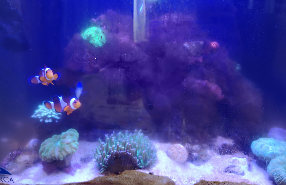 海水魚水槽　スポットメンテナンス　コケ画像