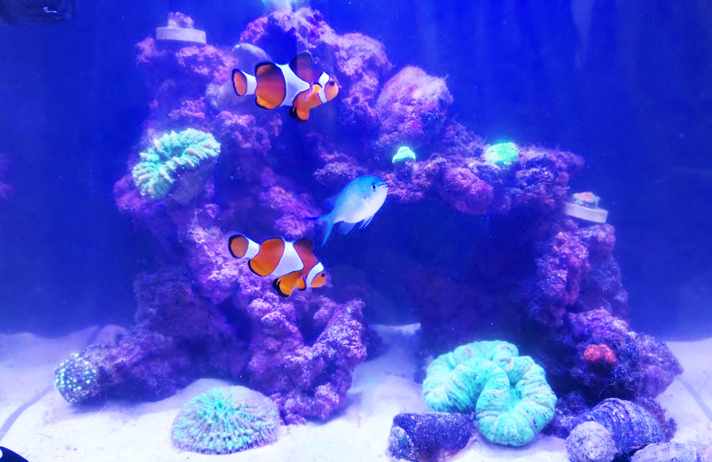 海水魚水槽　スポットメンテナンス　作業後画像